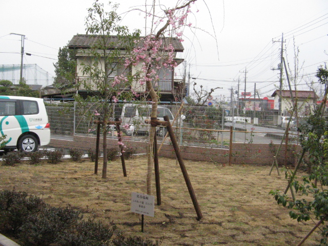 鳩山町記念植樹１