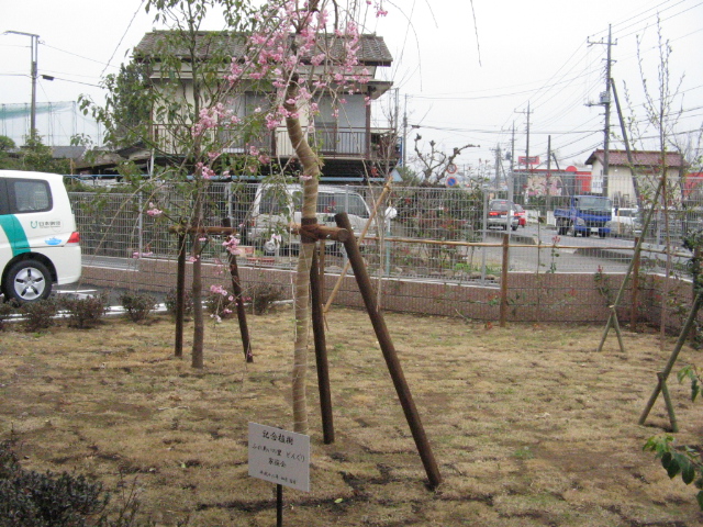 鳩山町記念植樹２