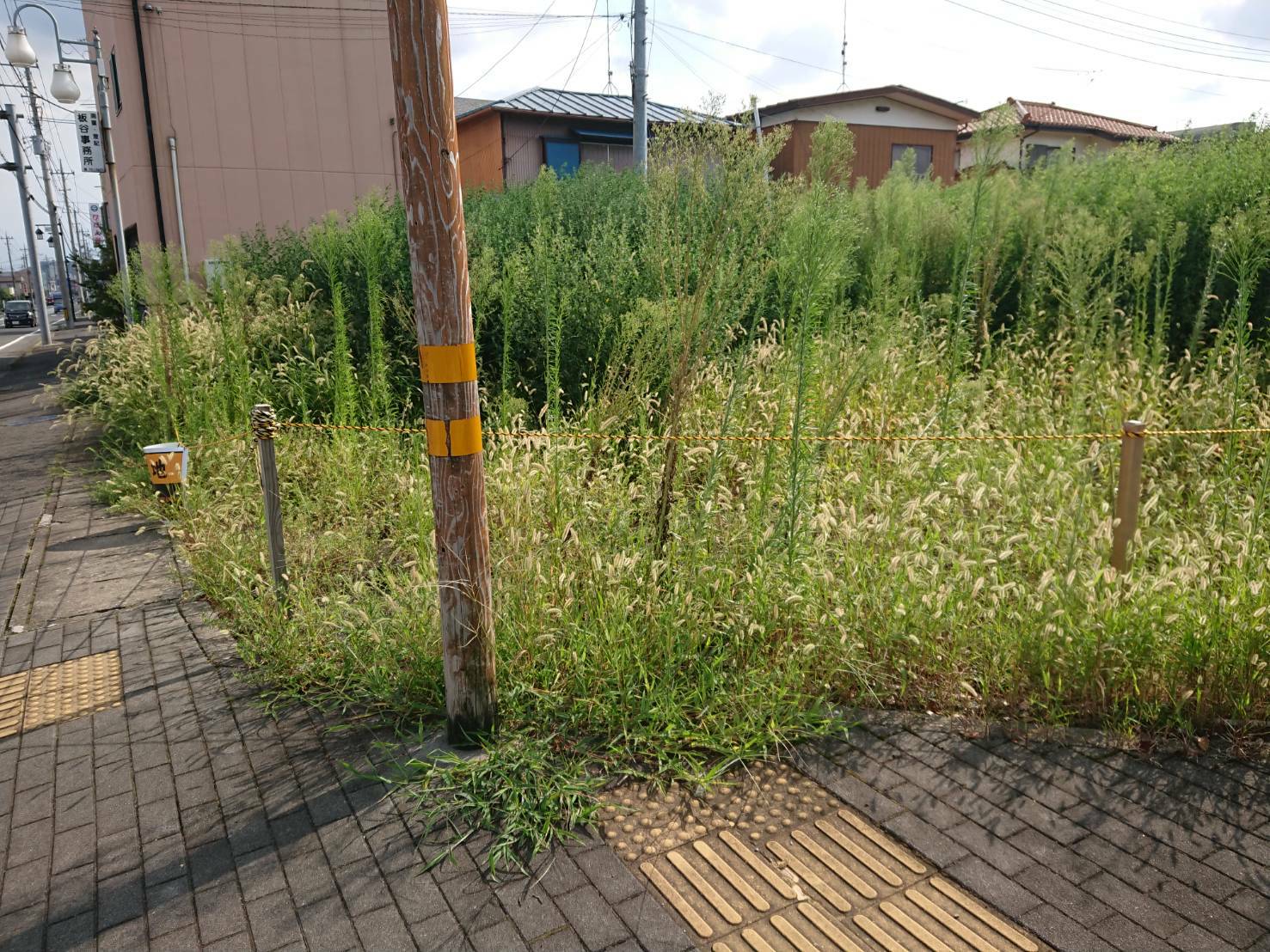 桐生