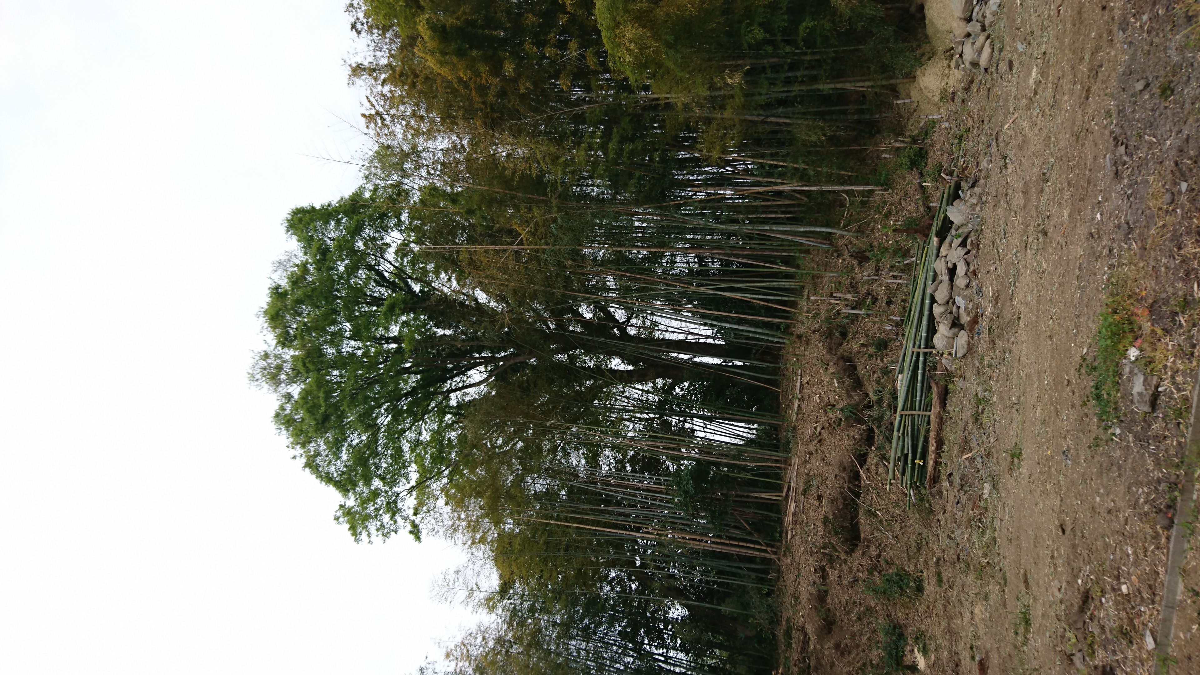 寄居町